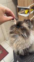 Person feeds long-haired cat in Santiago de Surco