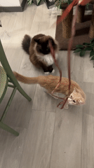 Cats play with a ribbon on a Milan evening