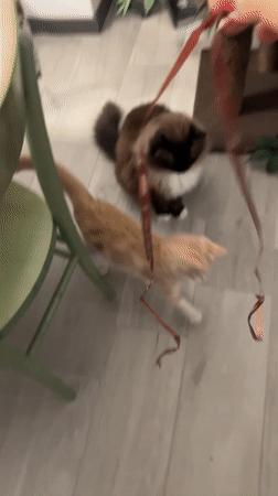 Cats play with a ribbon on a Milan evening
