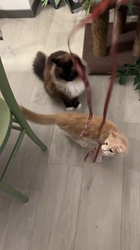 Cats play with a ribbon on a Milan evening