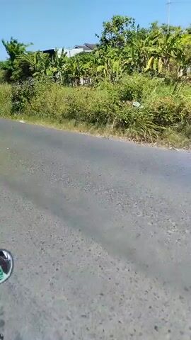 The video shows a paved road on a sunny day. On the right side of the road, there is a grassy embankment with trees and bushes. In the distance, there are some buildings and more trees. A person wearing a hijab and black clothing is riding a bicycle on the road, moving from left to right in the frame. The camera appears to be mounted on a moving vehicle, likely a motorcycle, as indicated by the presence of a side mirror in the lower left corner of the frame. The overall scene depicts a rural or suburban environment.