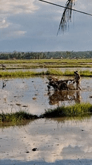 Farmer operates tiller in flooded rice paddies in Indonesia
