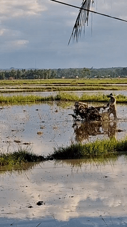 Farmer operates tiller in flooded rice paddies in Indonesia