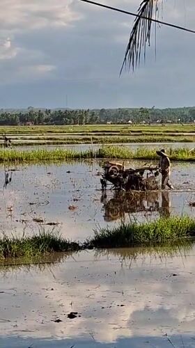 Farmer operates tiller in flooded rice paddies in Indonesia