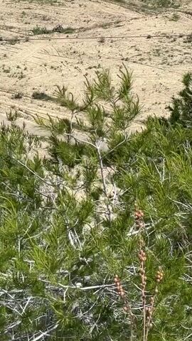 A static video shows a close-up of green, needle-leaved vegetation, likely a pine or similar conifer, with light-colored branches. The foliage sways gently, indicating a breeze. In the lower right foreground, another plant with reddish-brown, elongated seed pods or flowers is visible. The background consists of a large expanse of dry, sandy, or dusty ground, possibly a construction site or undeveloped land, with faint tracks or disturbed areas. A dark, indistinct object, potentially a piece of equipment, can be seen in the far distance. The scene is outdoors during the daytime. No people or visible text are present. The arid background and type of vegetation are consistent with the location context of Rojales, Spain.