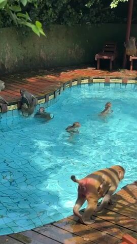 A group of monkeys are swimming in a pool. Several monkeys are in the water, while others are sitting on the edge of the pool. One monkey is swimming on its back. Another monkey is partially submerged in the water. In the foreground, a dog with a striped back walks away from the camera on a wooden deck. The pool is surrounded by a wooden deck and lush greenery. Two empty lounge chairs are visible behind the pool.