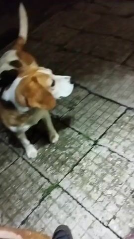 A tricolor beagle-like dog stands on a tiled outdoor surface in dim lighting. A human hand, wearing a green sleeve, enters the frame from the bottom left and reaches towards the dog. The dog lowers its head and leans into the hand, which then gently pets the dog's head and face. The dog appears calm and enjoys the interaction.