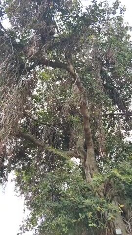 A low-angle, full shot video shows a massive banyan tree from the ground up. The tree has a thick, gnarled trunk and numerous aerial roots that hang down like ropes. The leaves are dense and green, creating a lush canopy. The video pans slowly upwards, revealing more of the tree's impressive size and intricate root system. The ground around the tree is covered in soil and some scattered debris. In the background, there are glimpses of a road and some vegetation, suggesting an outdoor setting, possibly along a roadside. There are no people or animals visible in the video. The overall impression is of a very old and majestic tree.