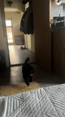 Black dog jumps onto bed in Sofia bedroom