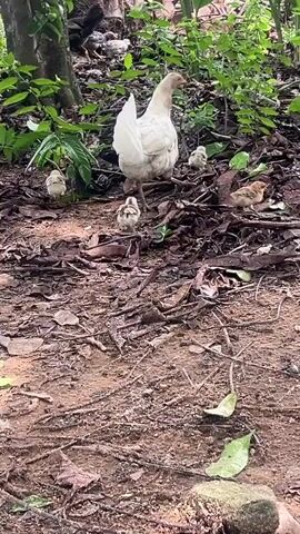 A white hen, accompanied by around 8 small, light brown chicks, traverses a patch of dirt and leaf litter. The hen appears to be foraging amongst the leaves. The background is a mixture of green plants and dark leaves. The foreground is primarily dirt with scattered leaf litter.