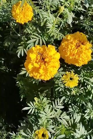 The video shows a close-up, slightly shaky view of bright yellow marigolds in sunlight. A bee is visible in the center of the largest marigold, seemingly collecting nectar. The surrounding foliage is green and feathery. The camera movement is minimal, with slight jiggling, and the focus shifts slightly throughout the recording.