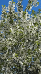 Spring blooming tree observed in Malevo, Bulgaria