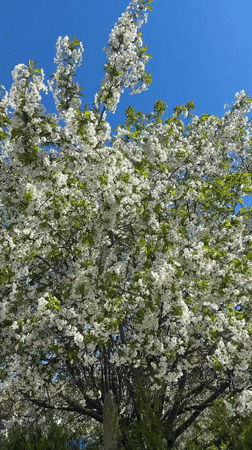 Spring blooming tree observed in Malevo, Bulgaria