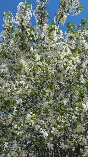 Spring blooming tree observed in Malevo, Bulgaria