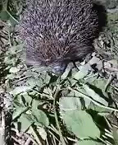 A close-up, blurry video shows a hedgehog with quills. The hedgehog is in a patch of grass and leaves. The camera appears to be held close to the ground, offering a low-angle perspective. The lighting is dim, suggesting it might be dusk or nighttime. The hedgehog's snout is visible as it appears to be sniffing or foraging among the leaves. No other animals or people are visible in the frame. The overall impression is of a natural environment, possibly a garden or woodland area.