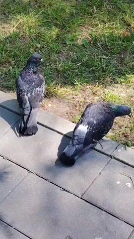 The media file shows two pigeons on a paved area next to a grassy patch. One pigeon is facing away from the camera, while the other is looking down, possibly foraging. The scene is outdoors, and the lighting suggests it is daytime, possibly sunny due to the shadows cast on the pavement. The pigeons appear to be ordinary rock doves, common in urban and suburban environments. The grassy area suggests a park or garden setting. No people are visible in the frame. The overall atmosphere is calm and natural, depicting a simple moment of wildlife observation. The location context of Dolgoprudny, Russia, places the scene in a specific geographical area. There is no visible text within the media file.