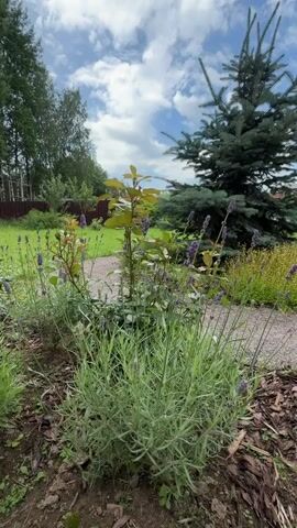 The video shows a close-up view of lavender plants in a garden. The lavender is in bloom with purple flowers and green foliage. In the background, there is a rose bush and a large blue spruce tree. The ground is covered with mulch. The sky is visible with some clouds. The camera is moving slowly, focusing on the lavender. The scene appears to be peaceful and serene.