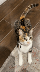 Calico cat spotted resting indoors in Huixquilucan, Mexico