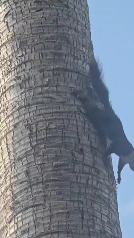 A dark-furred squirrel clings to a rough-barked tree trunk, its body angled downwards. The squirrel's head is turned towards the viewer, and its ears are alert. The background consists of a clear blue sky with a few wispy white clouds. The lighting suggests it is daytime.