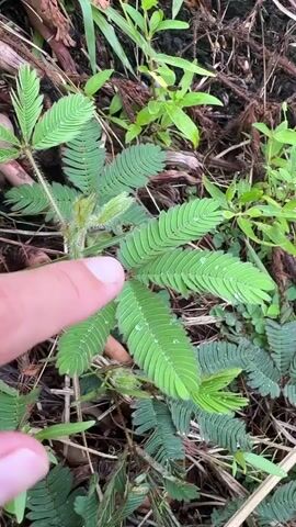 The video shows a close-up shot of a plant called Mimosa pudica, commonly known as the sensitive plant, in its natural environment. A fair-skinned hand is seen pointing at the plant, touching its leaves. Upon being touched, the leaves quickly fold inward, a characteristic reaction of this plant to touch or disturbance. The plant is surrounded by other green plants, blades of grass, and some dry twigs, which are scattered on the ground.