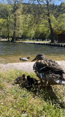 Mother duck with ducklings spotted at Blagoevgrad pond