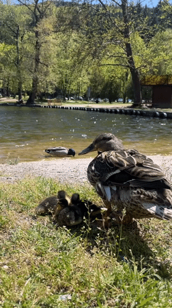 Mother duck with ducklings spotted at Blagoevgrad pond