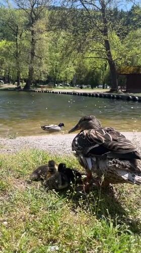 Mother duck with ducklings spotted at Blagoevgrad pond