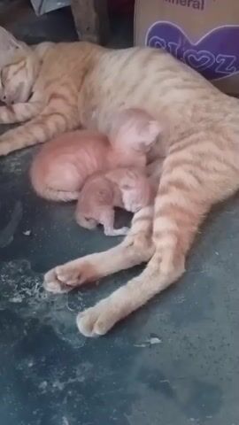 A ginger cat is lying down and sleeping. Three very young kittens are nursing from the mother cat. The kittens are small and pink, with their eyes closed. The mother cat is curled up on a dark, speckled surface. There is a cardboard box visible in the background. The video is from a first-person perspective.