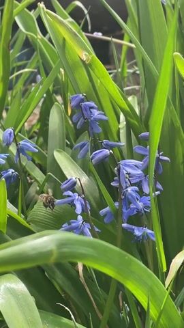 The video shows a cluster of blue flowers surrounded by long, green leaves. A bee flies around the flowers, landing on one to collect pollen. The scene is bright, and the focus is on the bee and the blue flowers.