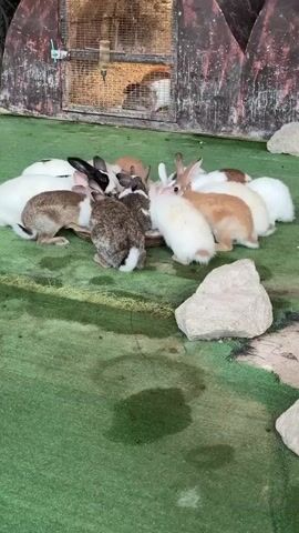 A group of rabbits are gathered around a circular shallow dish on a green carpeted surface. The rabbits are of various colors including white, brown, and spotted. Some rabbits are eating from the dish, while others are looking at it. In the background, there is a rustic wooden structure with a wire mesh front, possibly a hutch or enclosure. Several large, light-colored rocks are scattered on the green surface. The lighting appears to be natural or soft artificial light.