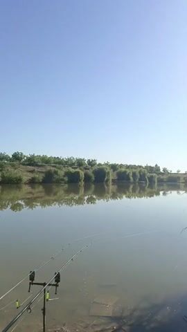 The video shows a still body of water with two fishing rods set up on a stand in the foreground. The water is calm and reflects the clear blue sky and the trees on the opposite bank. The trees are lush and green, with some of them appearing to be willows due to their drooping branches. There is a slight ripple on the water's surface, suggesting a gentle breeze. The overall scene is peaceful and idyllic, evoking a sense of tranquility and relaxation associated with fishing.