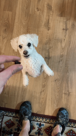 Evening pet feeding and street scenes in Yekaterinburg