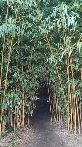 The video shows a pathway through a bamboo forest. The path is narrow and dark, surrounded by tall, golden bamboo stalks with green leaves. The scene is well-lit, with daylight filtering through the bamboo canopy. At the beginning of the video, a voice can be heard saying, "Let's go in the bamboo forest."