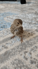 Cat and bird share a calm moment on a living room rug