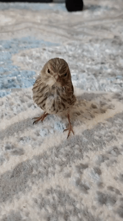 Cat and bird share a calm moment on a living room rug