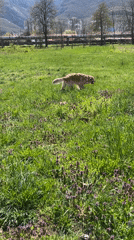 Golden retriever explores flowery field in Vratsa, Bulgaria