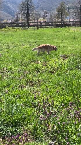 Golden retriever explores flowery field in Vratsa, Bulgaria