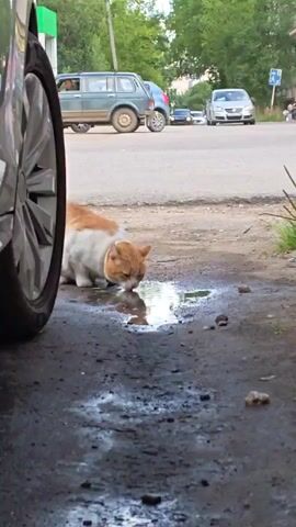 A ginger and white cat is drinking from a puddle on a dirt shoulder next to a paved road. A car tire is visible on the left edge of the frame. In the background, several cars are driving on the road. There are also buildings and trees visible.