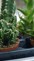 Potted succulent plants displayed in trays at unknown location