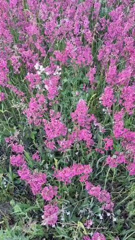 The video shows a field of wildflowers. Predominantly, there are clusters of small, vibrant pink flowers throughout the frame, interspersed with patches of white wildflowers.  The flowers are surrounded by varying lengths of green grass and other vegetation. As the camera pans up, the view broadens to reveal a landscape with a mix of green and brown grass stretching into the distance. A few trees dot the horizon, and the sky is visible with a few clouds. The scene appears to be outdoors, possibly in a meadow or field on a partly cloudy day.