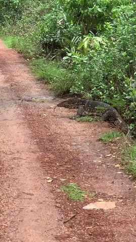 The video shows a large monitor lizard on a dirt path. The lizard is dark with lighter spots, and it is lying near the edge of the path, close to some green vegetation. The path is made of reddish-brown dirt and gravel, and it winds through a lush green area with various plants and trees.