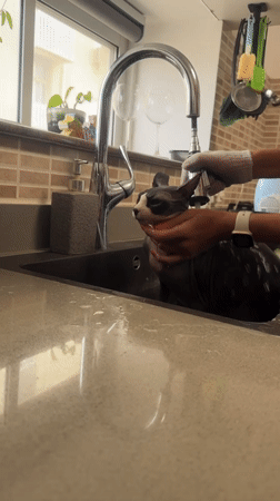 Sphynx cat bathed in kitchen sink in Netanya