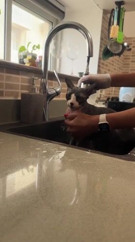 Sphynx cat bathed in kitchen sink in Netanya