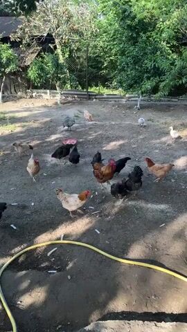This media file depicts a flock of chickens in an outdoor enclosure. The scene is set in a rural environment, likely a farmyard, with trees and foliage surrounding the dusty ground. The chickens, varying in color and size, are scattered across the area, some pecking at the ground, others standing or walking. Among the flock, a rooster with distinctive red and brown plumage stands out, as do several hens in shades of brown, black, and white. In the background, a wire fence encloses the yard, with more trees and vegetation visible beyond it. A pink object, possibly a feeder or water dish, is situated in the middle ground, and a yellow garden hose lies coiled on the ground in the foreground, partially obscuring the view of the terrain. The lighting suggests it is daytime, with dappled sunlight filtering through the trees, indicating a pleasant, possibly warm weather. There is no visible text in the media file. The overall impression is one of a typical, peaceful moment in a chicken enclosure, likely in a location like Zugdidi, Georgia, given the context.