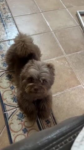 A small brown dog is lying on a tiled floor, facing the camera. The dog has fluffy fur and its tail is curled over its back. The floor is made up of beige and brown square tiles, with a decorative border running along the left side of the frame. The dog's head is slightly tilted and its eyes are looking forward. The lighting appears to be natural, coming from above.