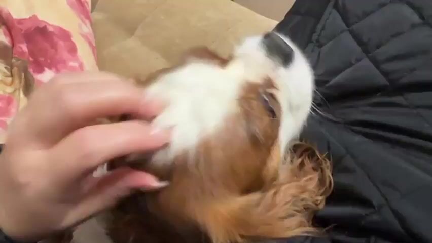 A person's hand pets the head of a brown and white dog lying down on a person's lap. The dog's eyes are closed and it appears relaxed. The background shows a couch with a floral patterned pillow and a quilted black surface.