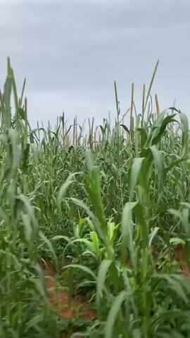 The video shows a first-person perspective of someone walking through a field of tall green plants. The plants appear to be corn or a similar grain crop, with long, slender leaves and stalks. The heads of some of the plants are visible at the top, some of which are yellowish-brown, suggesting they are developing grain. The ground beneath the plants is a reddish-brown soil. The sky is overcast and cloudy. The camera is moving forward, creating a sense of movement through the field. The overall impression is one of agricultural cultivation in a natural outdoor setting.