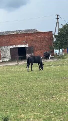 A black horse grazes in a grassy field in front of a red brick building with large open doors. Another horse, partially visible, stands near the building. A utility pole with wires is visible in the background, and trees are on the right side of the frame. The sky is overcast.