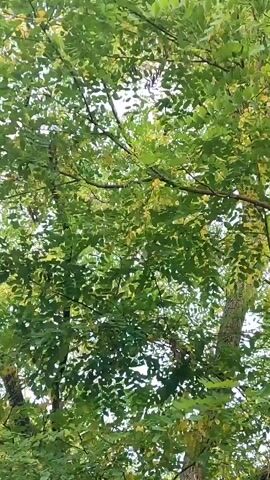 The video displays a close-up view of the branches and leaves of a tree. The leaves are predominantly green with some hints of yellow, suggesting a possible transition to autumn. The camera angle looks upwards, revealing the sky peeking through the foliage. The movement of the leaves indicates a gentle breeze. The overall impression is of a natural outdoor environment, likely a park or a wooded area.