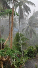 Rain, palms, and quirky close-ups from Ko Pha-ngan